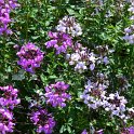 Cleome x 'Senorita Rosalita' (4)